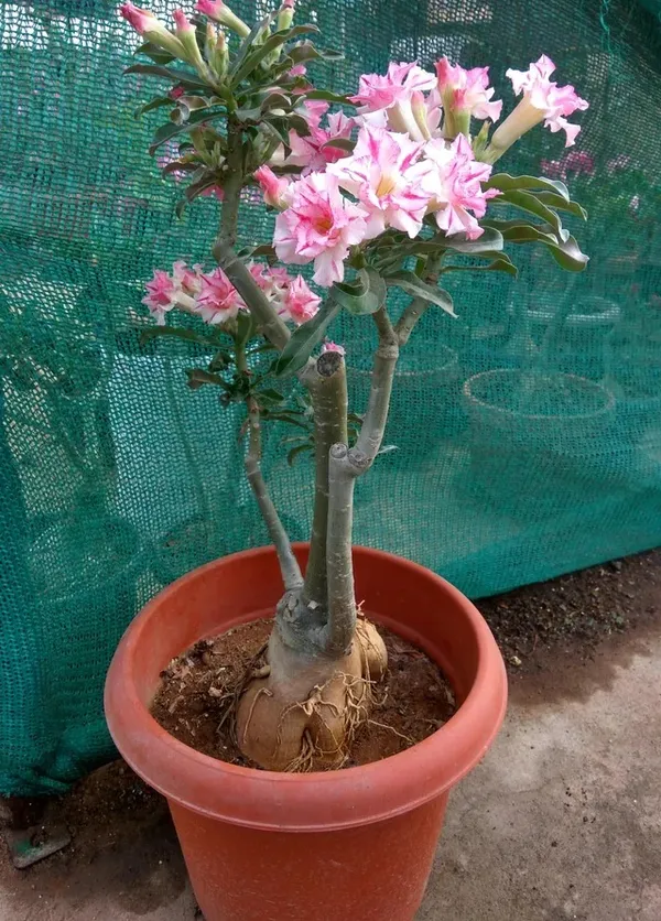 Adenium_Ready_To_Flower_Plant_(Hybrid,_Pack_Of_1)