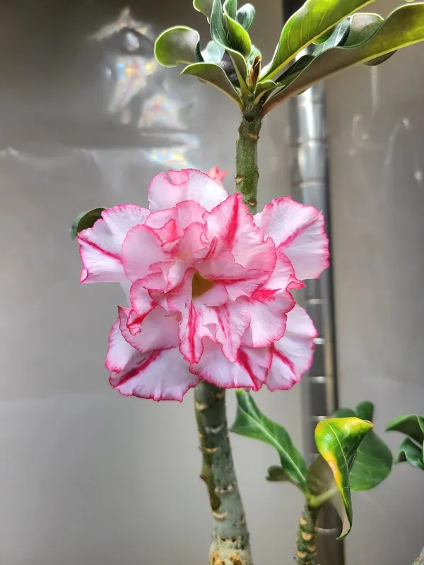 Adenium_Ready_To_Flower_Plant_(Hybrid,_Pack_Of_1)