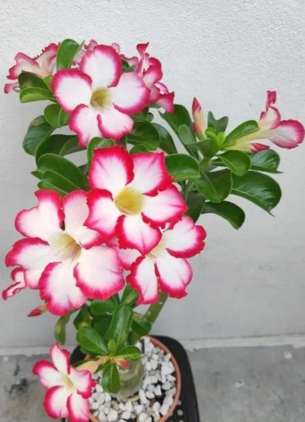Adenium_Single_Petal_Flowering_Plant_For_Home_Garden,_Pack_Of_1