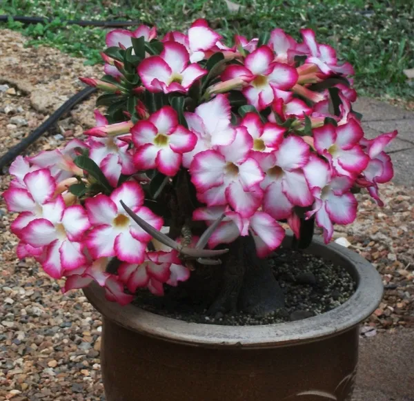 Adenium_Single_Petal_Flowering_Plant_For_Home_Garden,_Pack_Of_1