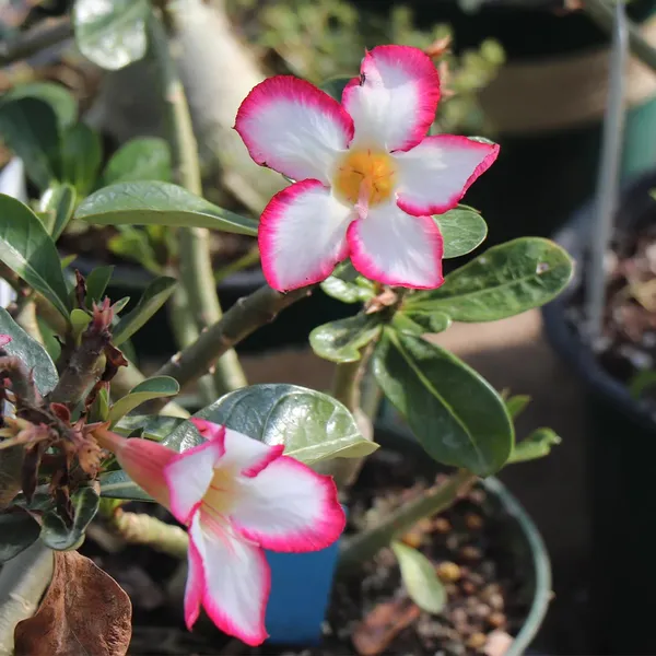 Adenium_Single_Petal_Flowering_Plant_For_Home_Garden,_Pack_Of_1