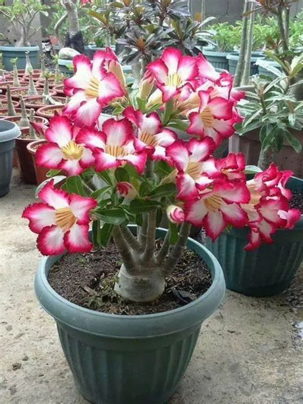 Adenium_Single_Petal_Flowering_Plant_For_Home_Garden,_Pack_Of_1