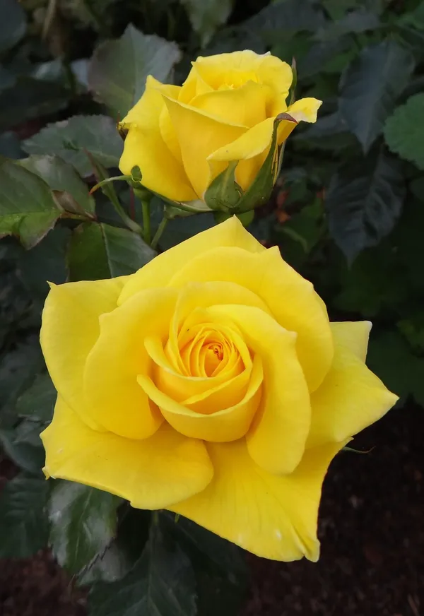Aesthetic_Yellow_Rose_Flower_Plant_&_Tree_Foa_Garden,_Easy_To_Grow_Healthy_Rose_Plant_(Hybrid,_Pack_Of_1)