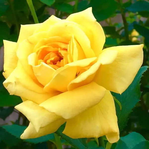 Aesthetic_Yellow_Rose_Flower_Plant_&_Tree_Foa_Garden,_Easy_To_Grow_Healthy_Rose_Plant_(Hybrid,_Pack_Of_1)
