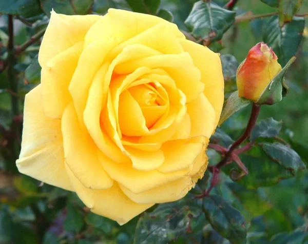 Aesthetic_Yellow_Rose_Flower_Plant_&_Tree_Foa_Garden,_Easy_To_Grow_Healthy_Rose_Plant_(Hybrid,_Pack_Of_1)