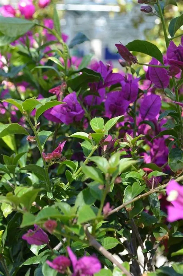 All_Season_Purple_Color_Bougainvillea_Flower_Live_Plant_|_Special_Variety_''Air_Layering''_Hybrid_Paper_Flower_Plant