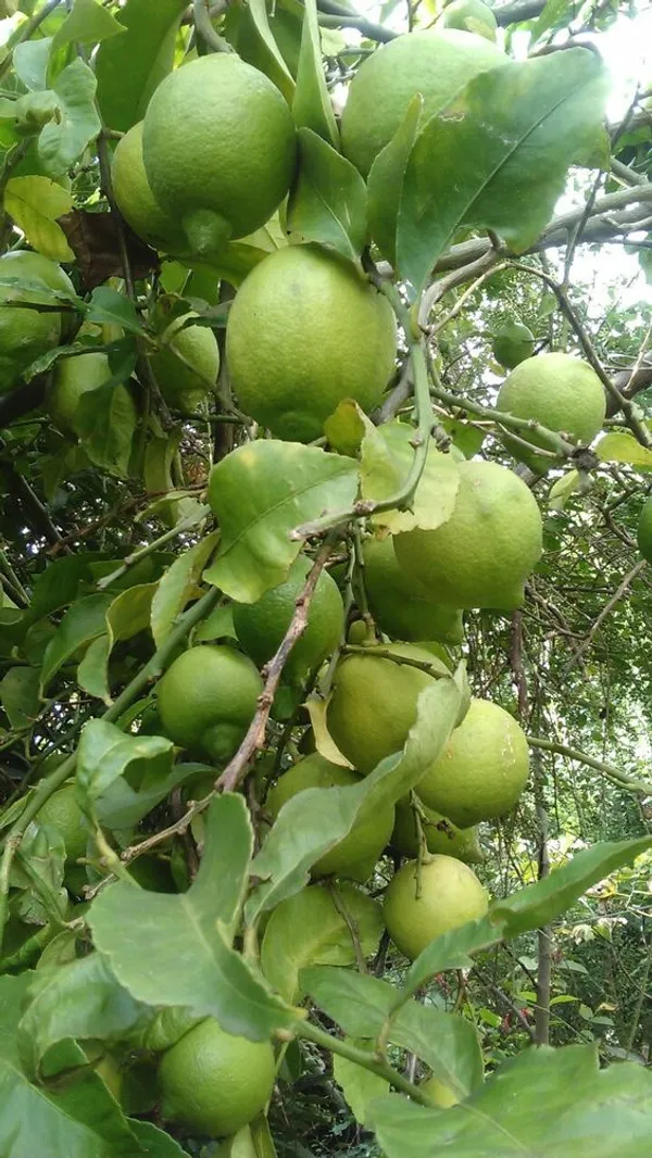 All_Time_Kagoji_Nimboo/Lemon_Healthy_Fruit_Plant_&_Tree_(1.5-3.5_Ft_Height)_For_Garden,_Pack_Of_1