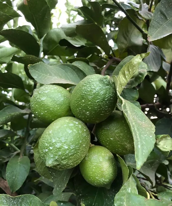 All_Time_Kagoji_Nimboo/Lemon_Healthy_Fruit_Plant_&_Tree_(1.5-3.5_Ft_Height)_For_Garden,_Pack_Of_1