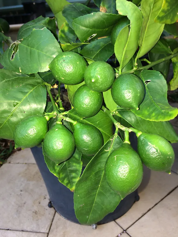 All_Time_Kagoji_Nimboo/Lemon_Healthy_Fruit_Plant_&_Tree_(1.5-3.5_Ft_Height)_For_Garden,_Pack_Of_1