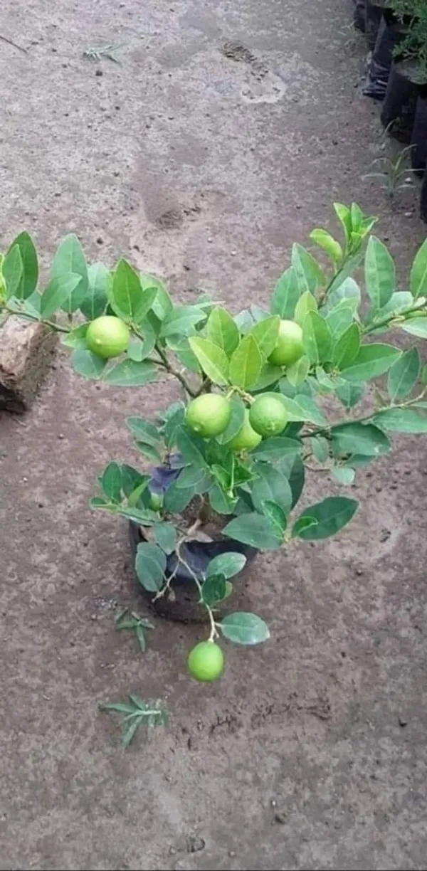 All_Time_Kagoji_Nimboo/Lemon_Healthy_Fruit_Plant_&_Tree_(1.5-3.5_Ft_Height)_For_Garden,_Pack_Of_1