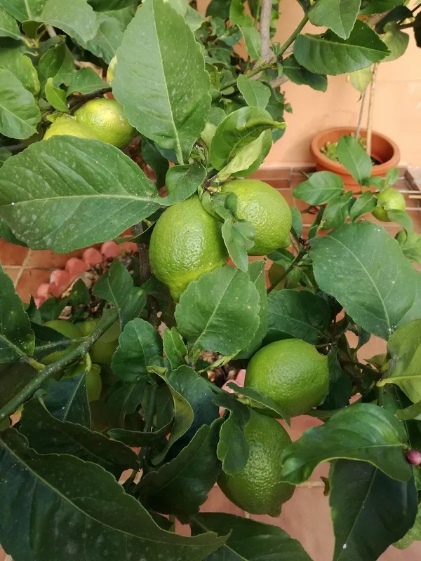 All_Time_Kagoji_Nimboo/Lemon_Healthy_Fruit_Plant_&_Tree_(1.5-3.5_Ft_Height)_For_Garden,_Pack_Of_1