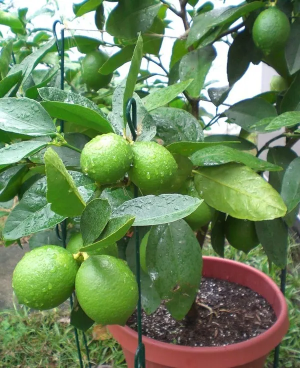 All_Time_Kagoji_Nimboo/Lemon_Healthy_Fruit_Plant_&_Tree_(1.5-3.5_Ft_Height)_For_Garden,_Pack_Of_1