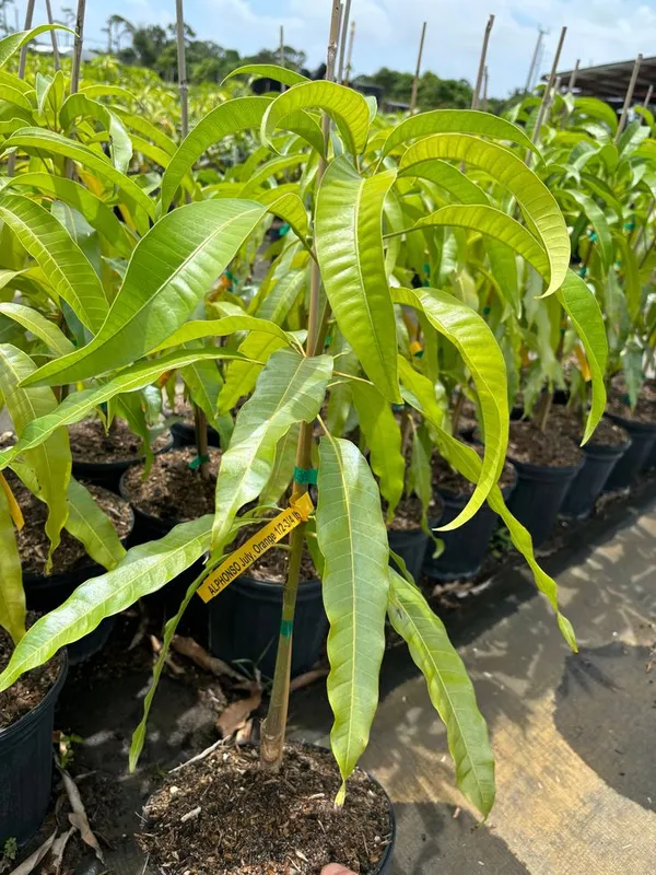 Alphanso_Mango_Plant