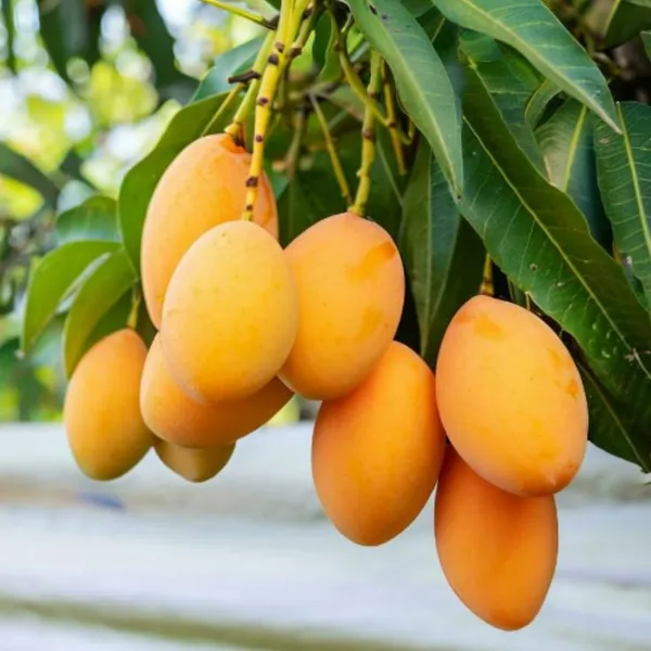 Alphanso_Mango_Plant