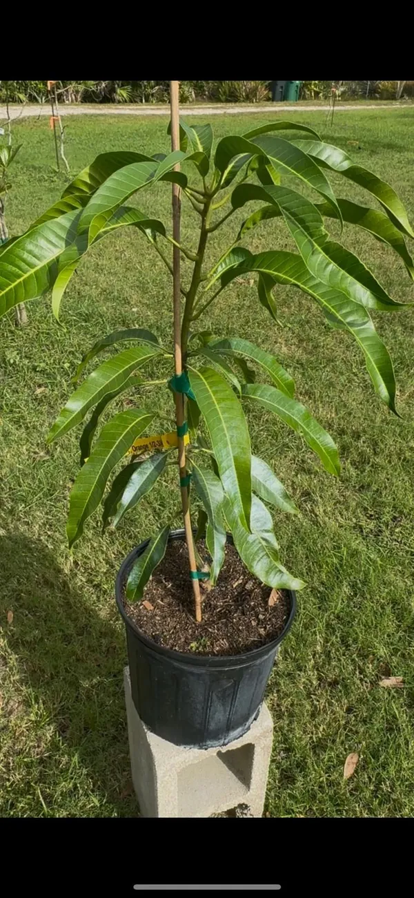 Alphanso_Mango_Plant