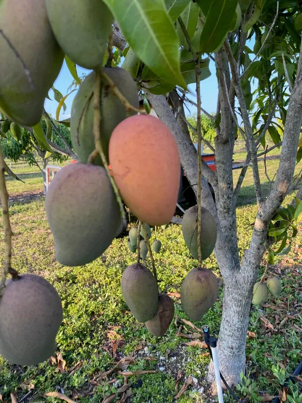 Ambika_Mango_Rare_Variety_Mango_Plant_&_Tree_(1.5-3.5_Ft_Height)_Pack_Of_1