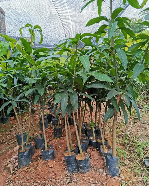Ambika_Mango_Rare_Variety_Mango_Plant_&_Tree_(1.5-3.5_Ft_Height)_Pack_Of_1