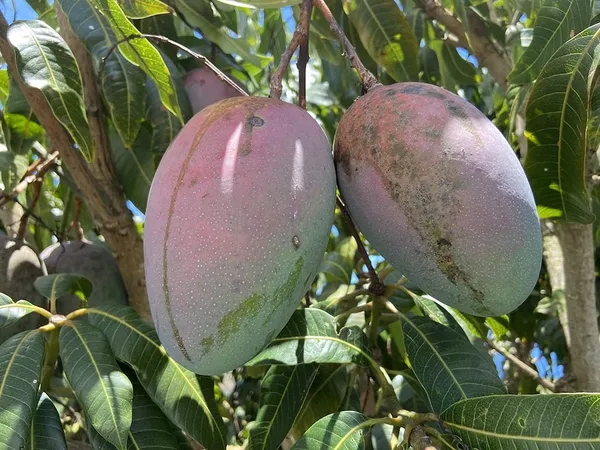 Ambika_Mango_Rare_Variety_Mango_Plant_&_Tree_(1.5-3.5_Ft_Height)_Pack_Of_1