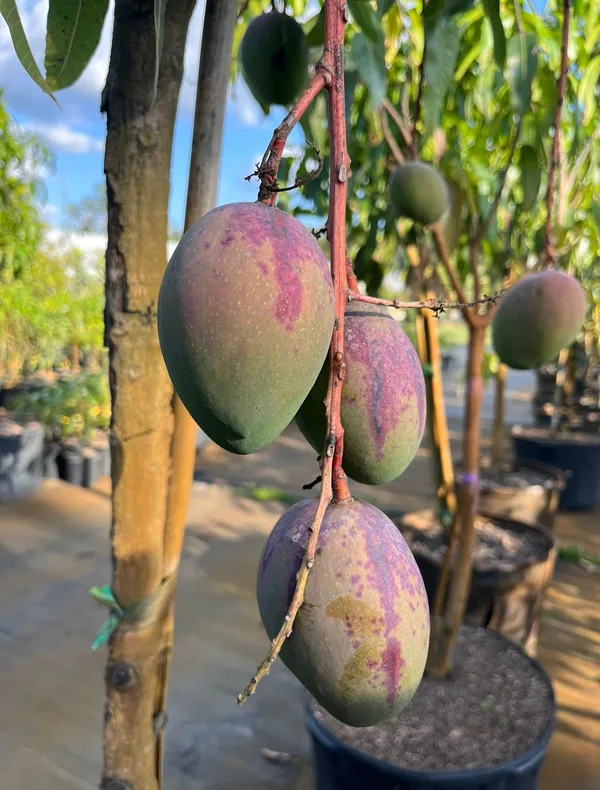 Ambika_Mango_Rare_Variety_Mango_Plant_&_Tree_(1.5-3.5_Ft_Height)_Pack_Of_1