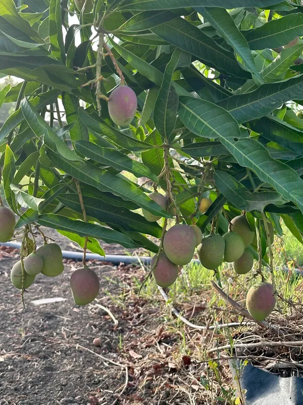 Ambika_Mango_Rare_Variety_Mango_Plant_&_Tree_(1.5-3.5_Ft_Height)_Pack_Of_1
