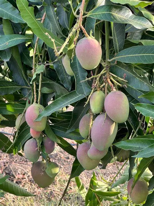 Ambika_Mango_Rare_Variety_Mango_Plant_&_Tree_(1.5-3.5_Ft_Height)_Pack_Of_1