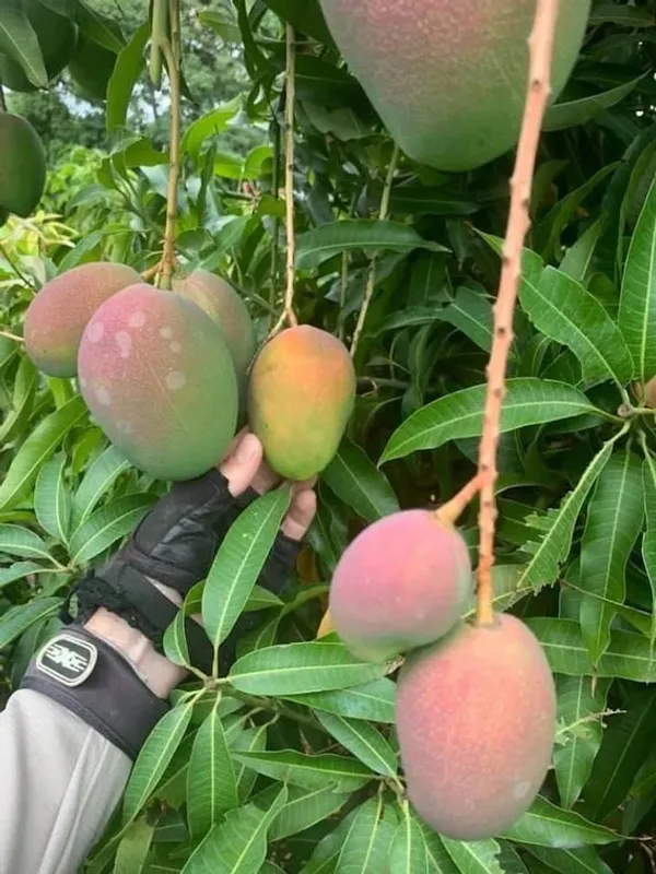 Ambika_Mango_Rare_Variety_Mango_Plant_&_Tree_(1.5-3.5_Ft_Height)_Pack_Of_1