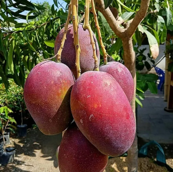 American_Red_Palmer_Expensive_Mango_Fruit_Plant_&_Tree_(1.5-3.5_Ft_Height)_For_Home_Garden,_Well_Watered_Hybrid_Red_Palmer_Mango_Plant_(Pack_Of_1)