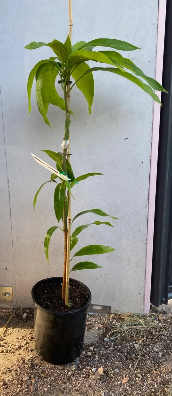 American_Red_Palmer_Expensive_Mango_Fruit_Plant_&_Tree_(1.5-3.5_Ft_Height)_For_Home_Garden,_Well_Watered_Hybrid_Red_Palmer_Mango_Plant_(Pack_Of_1)