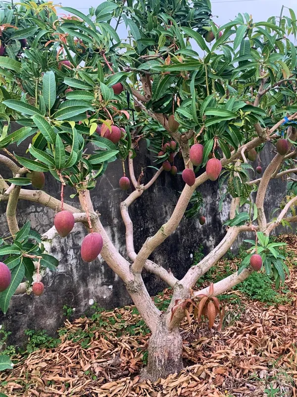 American_Red_Palmer_Expensive_Mango_Fruit_Plant_&_Tree_(1.5-3.5_Ft_Height)_For_Home_Garden,_Well_Watered_Hybrid_Red_Palmer_Mango_Plant_(Pack_Of_1)