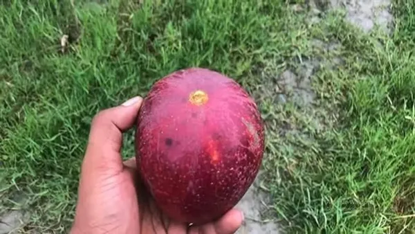 American_Red_Palmer_Expensive_Mango_Fruit_Plant_&_Tree_(1.5-3.5_Ft_Height)_For_Home_Garden,_Well_Watered_Hybrid_Red_Palmer_Mango_Plant_(Pack_Of_1)