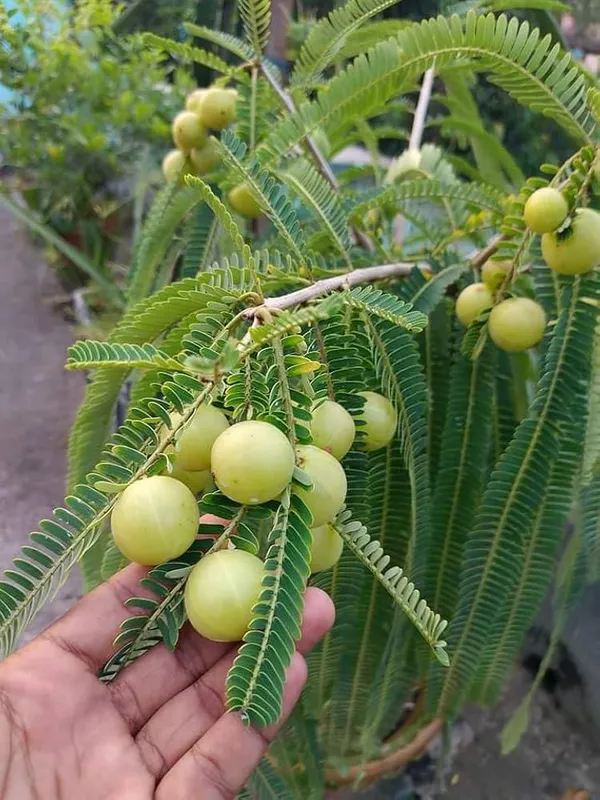 Indian_Amla_Fruit_Plant
