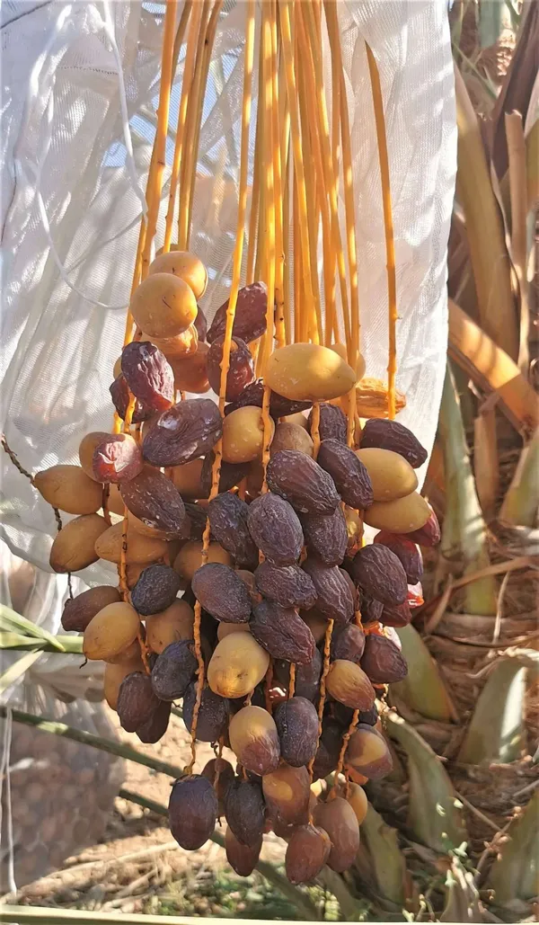 Arabian_Dates_Plam/Ajwa_Khajoor_Healthy_Fruit_Plant,_Pack_Of_1