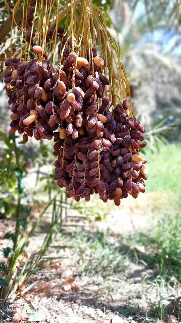 Arabian_Dates_Plam/Ajwa_Khajoor_Healthy_Fruit_Plant,_Pack_Of_1