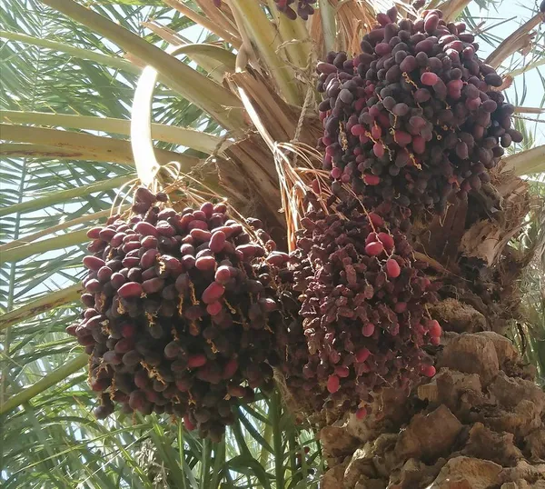 Arabian_Dates_Plam/Ajwa_Khajoor_Healthy_Fruit_Plant,_Pack_Of_1