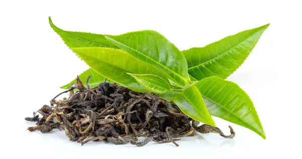 Assam_Tea_Plant_With_Refreshing_Fragrant_For_Home_Garden_(Hybrid,_Pack_Of_1)