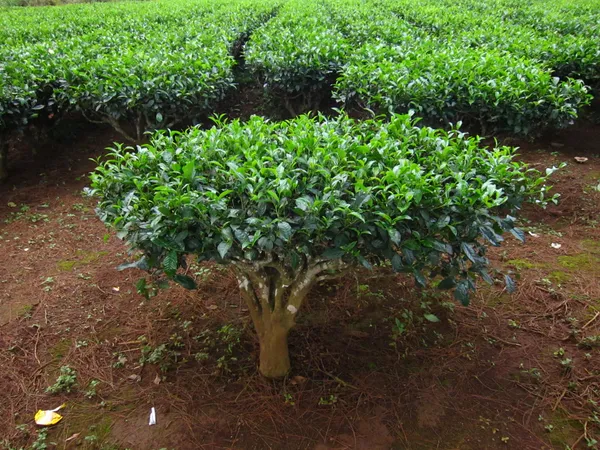 Assam_Tea_Plant_With_Refreshing_Fragrant_For_Home_Garden_(Hybrid,_Pack_Of_1)