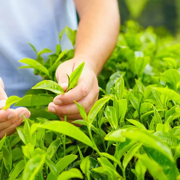 Assam_Tea_Plant_With_Refreshing_Fragrant_For_Home_Garden_(Hybrid,_Pack_Of_1)