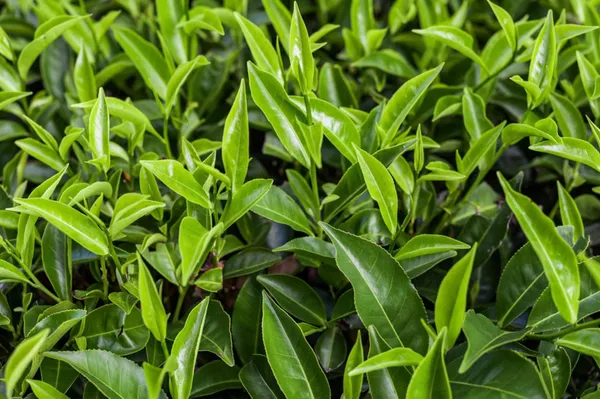 Assam_Tea_Plant_With_Refreshing_Fragrant_For_Home_Garden_(Hybrid,_Pack_Of_1)