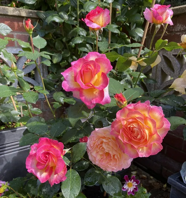 Attractive_Bicolor_Rose_Live_Flower_Plant_(Pack_Of_1)_For_Enhance_Home/Office/Garden_Beauty