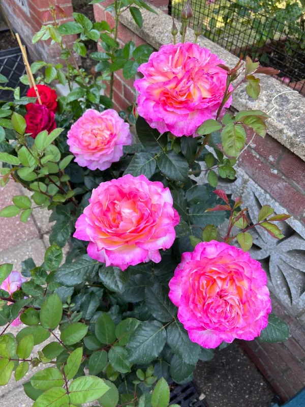 Attractive_Bicolor_Rose_Live_Flower_Plant_(Pack_Of_1)_For_Enhance_Home/Office/Garden_Beauty