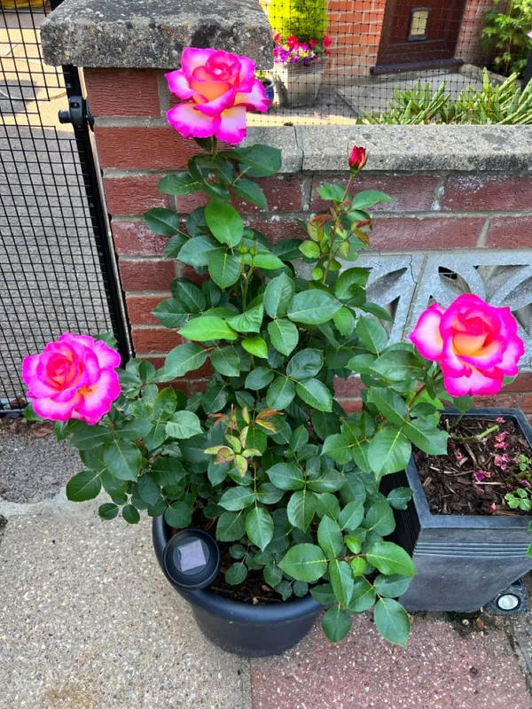 Attractive_Bicolor_Rose_Live_Flower_Plant_(Pack_Of_1)_For_Enhance_Home/Office/Garden_Beauty