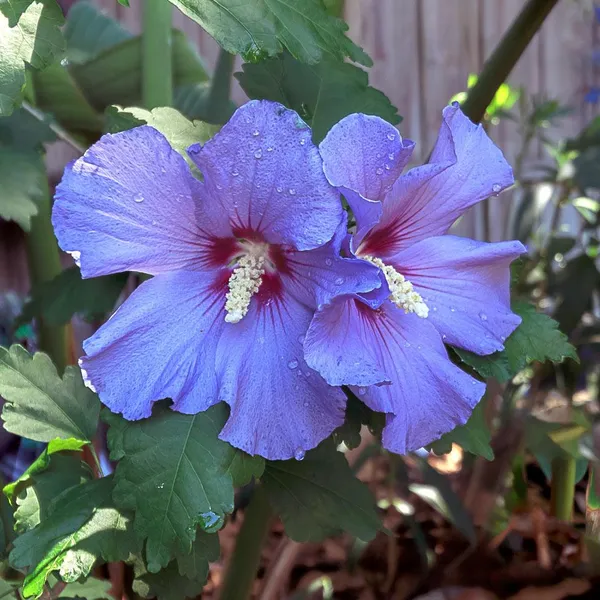 Attractive_Blue_Hibiscus_Live_Flower_Plant_&_Tree_For_Your_Sweet_Home_Garden_(1.5-3.5_Ft_Height)_Pack_Of_1