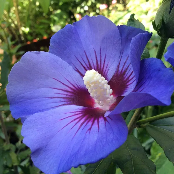 Attractive_Blue_Hibiscus_Live_Flower_Plant_&_Tree_For_Your_Sweet_Home_Garden_(1.5-3.5_Ft_Height)_Pack_Of_1
