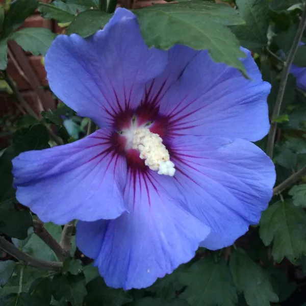 Attractive_Blue_Hibiscus_Live_Flower_Plant_&_Tree_For_Your_Sweet_Home_Garden_(1.5-3.5_Ft_Height)_Pack_Of_1