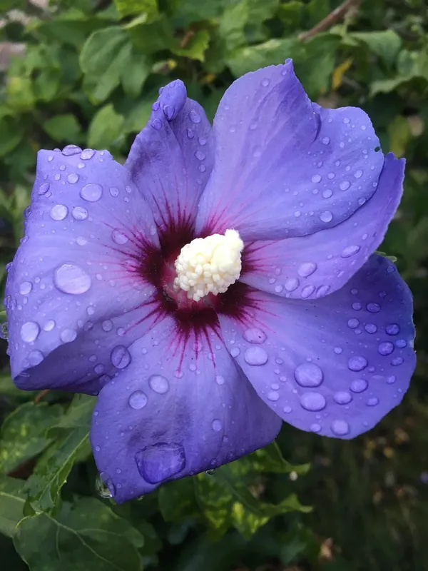 Attractive_Blue_Hibiscus_Live_Flower_Plant_&_Tree_For_Your_Sweet_Home_Garden_(1.5-3.5_Ft_Height)_Pack_Of_1