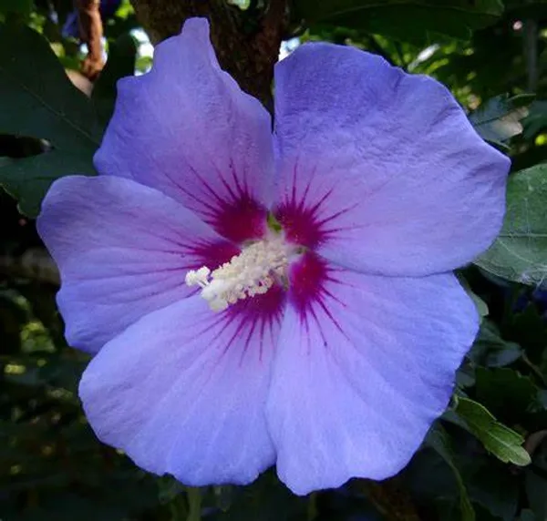 Attractive_Blue_Hibiscus_Live_Flower_Plant_&_Tree_For_Your_Sweet_Home_Garden_(1.5-3.5_Ft_Height)_Pack_Of_1