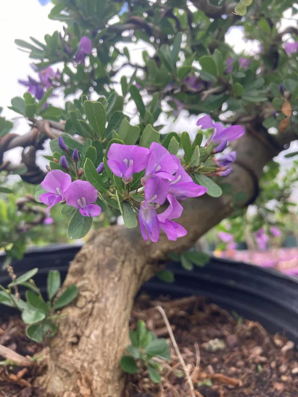 Blue_Bell_Flower_Plant_For_Your_Sweet_Home_Decor/Indoor_Plant/Gardening_(Pack_Of_1)