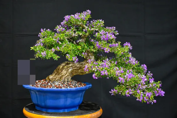 Blue_Bell_Flower_Plant_For_Your_Sweet_Home_Decor/Indoor_Plant/Gardening_(Pack_Of_1)