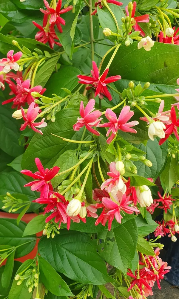 Attractive_Madhbi_Lata/Madhumalati/Rangoon_Crepper_Flower_Plant_&_Tree_(1.5-3.5_Ft_Height)_Pack_Of_1