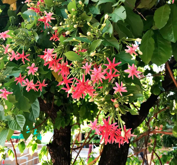 Attractive_Madhbi_Lata/Madhumalati/Rangoon_Crepper_Flower_Plant_&_Tree_(1.5-3.5_Ft_Height)_Pack_Of_1